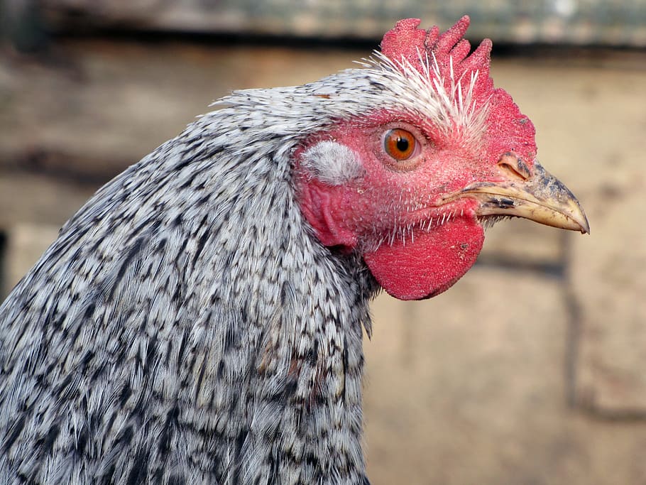 gray and red rooster close-up photography, hen, bird, poultry HD wallpaper