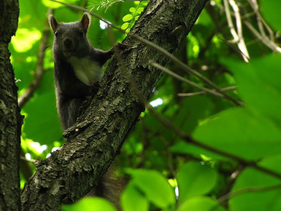squirrel, forest, animal, tree, animal themes, animal wildlife HD wallpaper