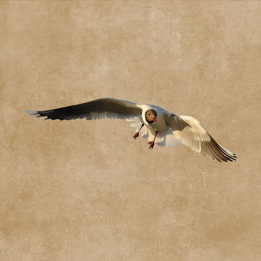 bird, seagull, fly, plumage, drawing, flying, one animal, spread wings HD wallpaper