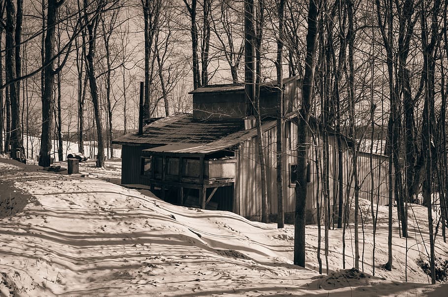 Cabin, Sugar, Maple, Maple, Spring, Drawn, sugar maple syrup