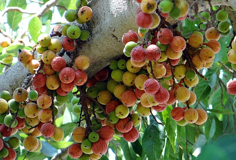 ficus glomerata, fig, gular, wild fig, tree, dharwad, india HD wallpaper