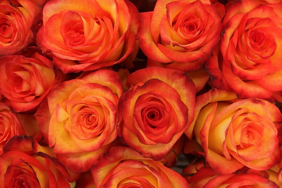 Closeup shot of red rose flowers, nature, roses, rose - Flower