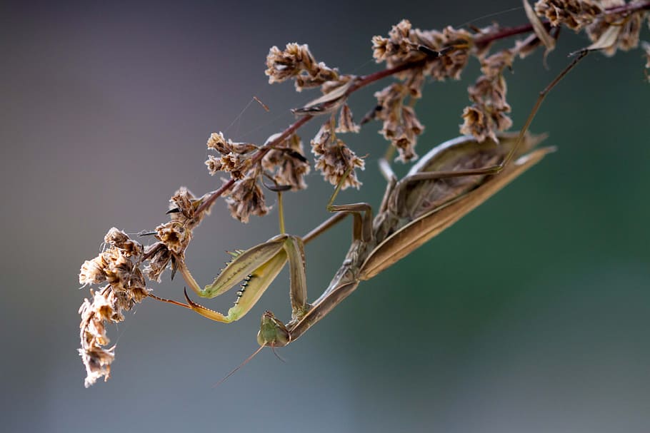 Praying Mantis, Insect, Macro, Nature, animal, scare, one animal HD wallpaper