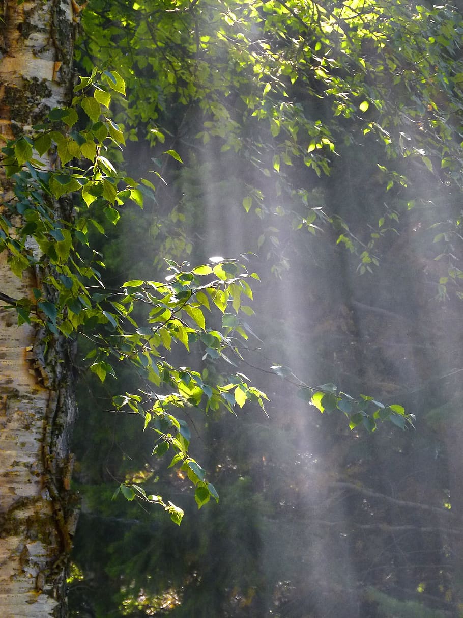 Sun, Beam, Tree, Forest, Nature, branches, sunbeams, trees HD wallpaper