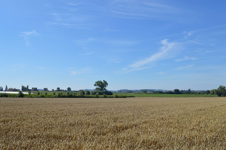 landscape, blue sky, horizon, field, agriculture, tranquil scene HD wallpaper