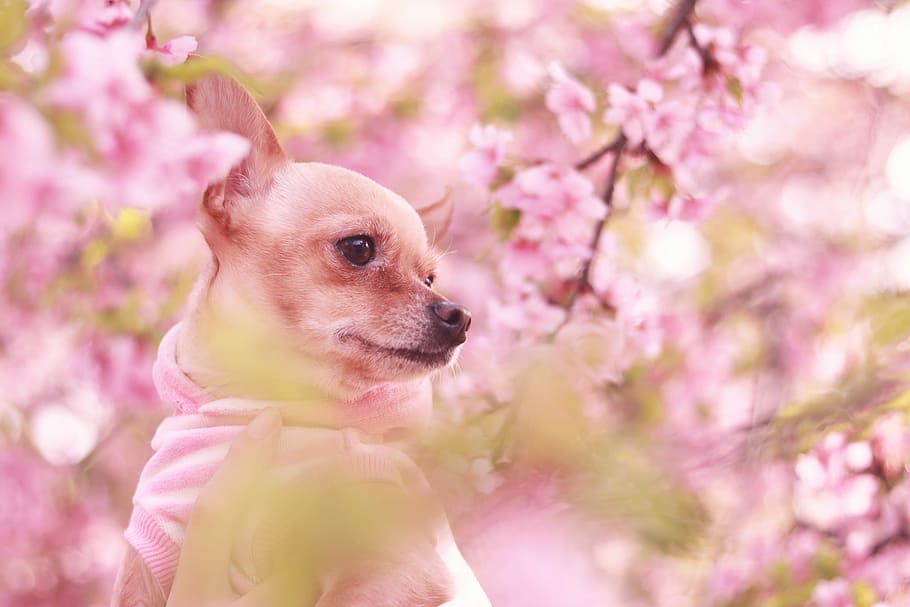 fawn smooth Chihuahua near cherry blossoms, animal, nature, dog HD wallpaper