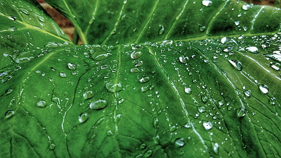 taro plant close up photography, nature, green, leaf, drop HD wallpaper