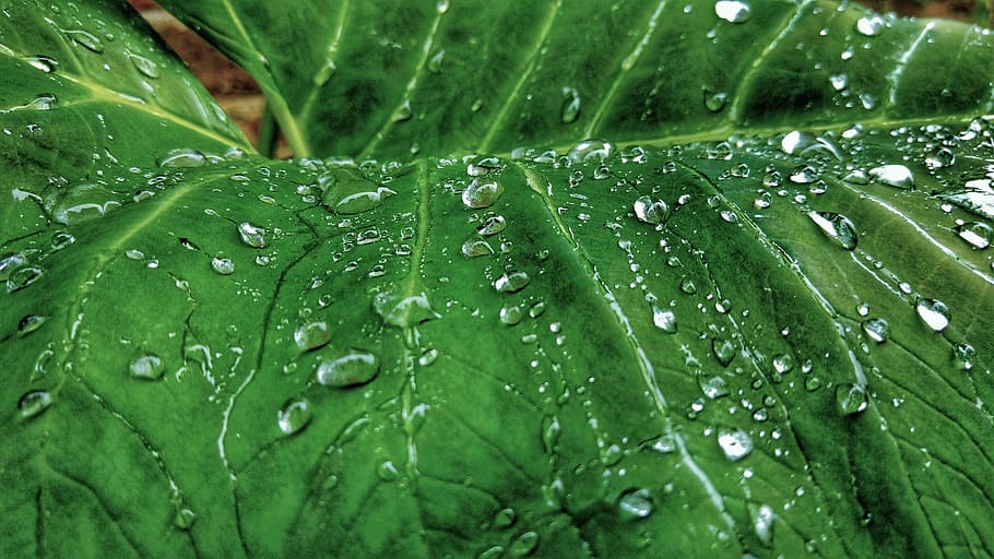 taro plant close up photography, nature, green, leaf, drop HD wallpaper