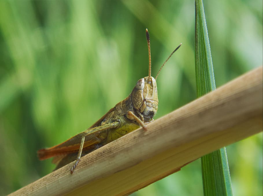 grasshopper, insect, close up, macro, animal themes, one animal HD wallpaper