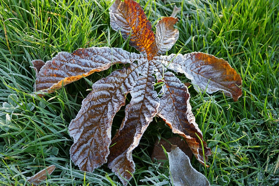 frosty, chestnut, leaf, plant, growth, grass, nature, land HD wallpaper