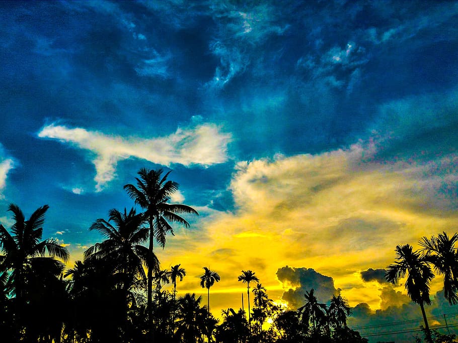 Silhouette of Palm Trees Under Blue and Yellow Sky, clouds, dawn HD wallpaper