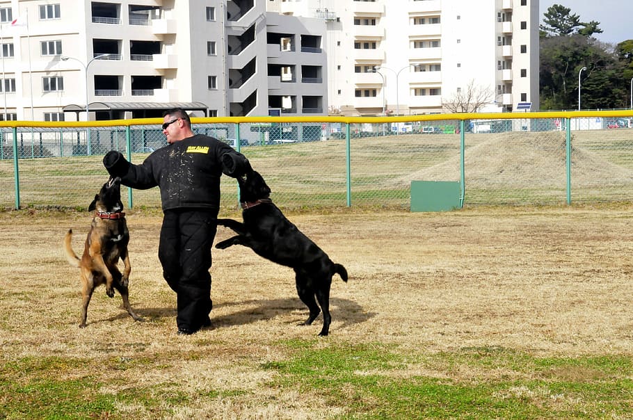 dogs, training, attacking, man, trainer, outside, animal, pets HD wallpaper