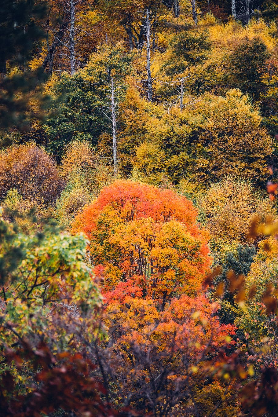 red and yellow leaf trees at daytime, brown and orange trees plant HD wallpaper