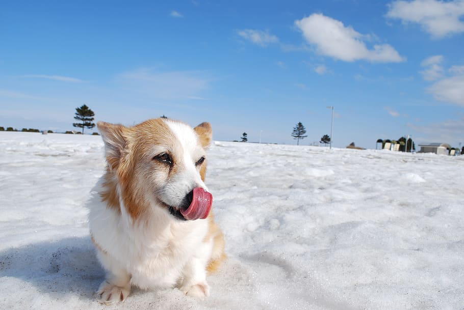 what is a snow dog in the sky