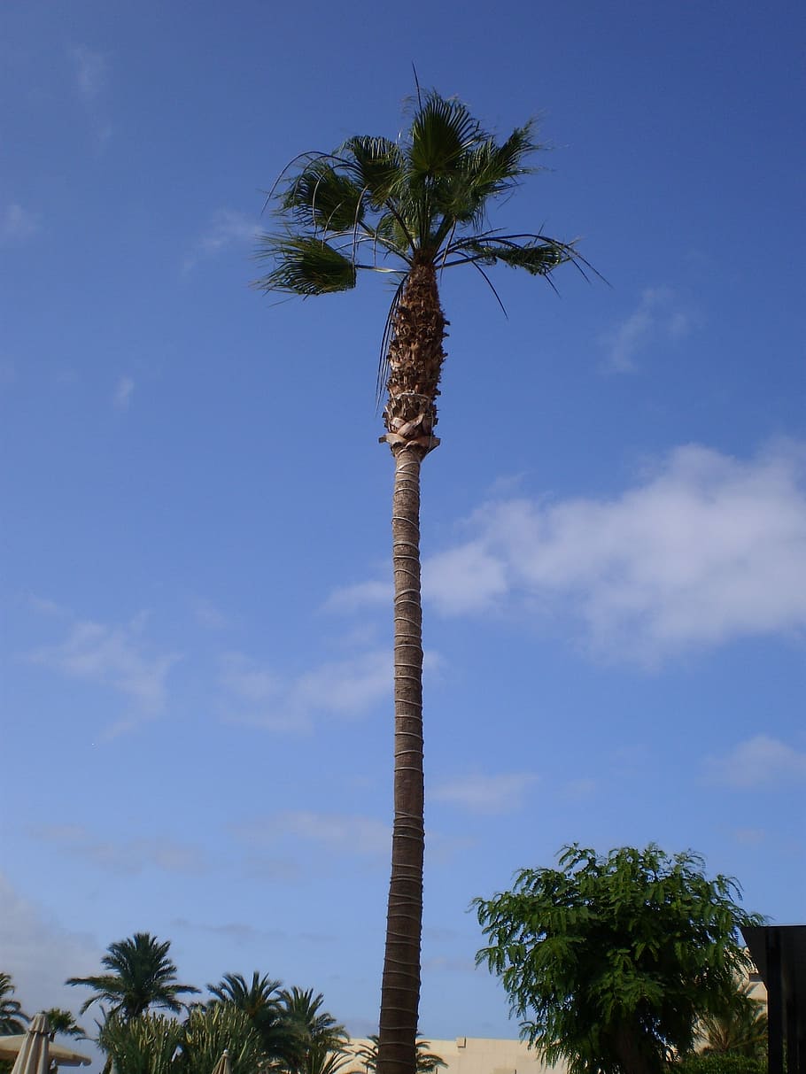 Palm, Tree, Tall, Sky, Blue, Tropical, travel, caribbean, vacation HD wallpaper