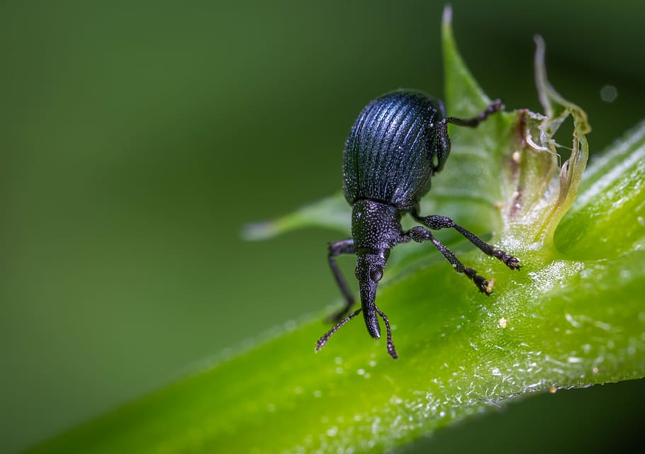 beetle, insect, macro, coleoptera, weevil, invertebrate, one animal HD wallpaper