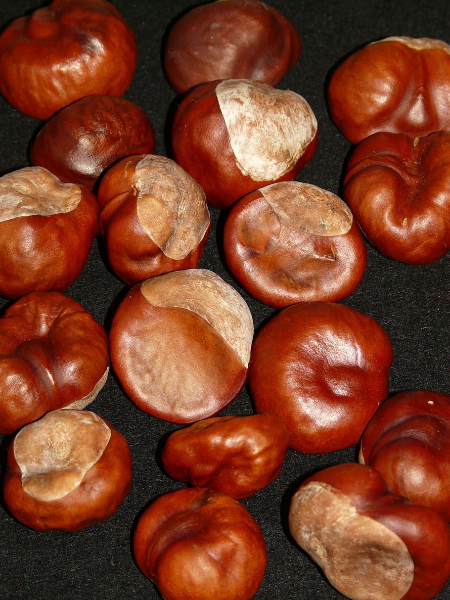 chestnut, brown, autumn, tinker, ordinary rosskastanie, aesculus hippocastanum HD wallpaper