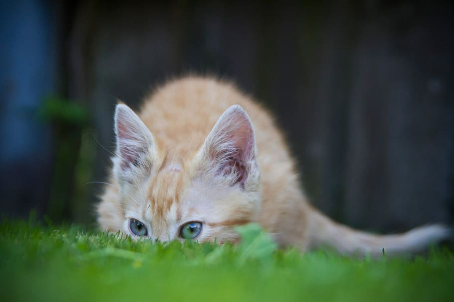 selective focus photography of orange tabby kitten on grass HD wallpaper