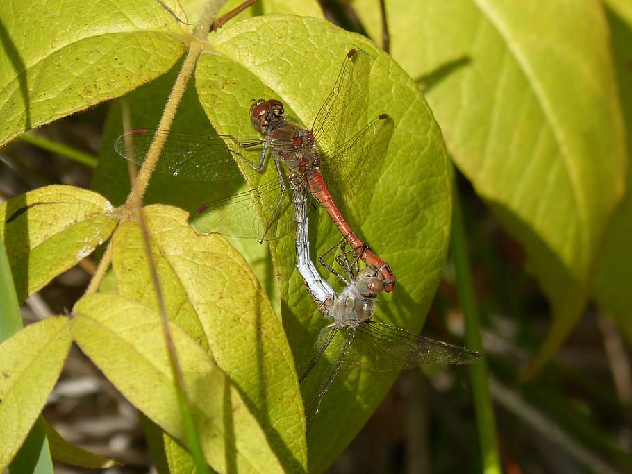 dragonflies, couple, copulation, insects mating, leaf, detail HD wallpaper