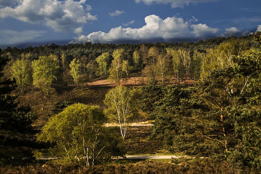 forest, landscape, heide, trees, nature, hiking, recreation area HD wallpaper