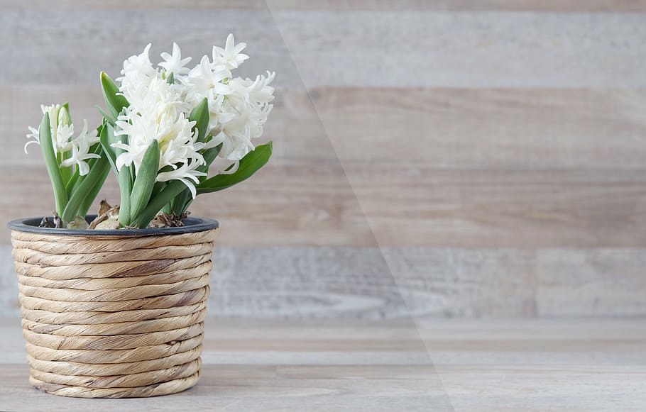 white flower in brown pot, hyacinthus orientalis, flowers, spring flower, HD wallpaper