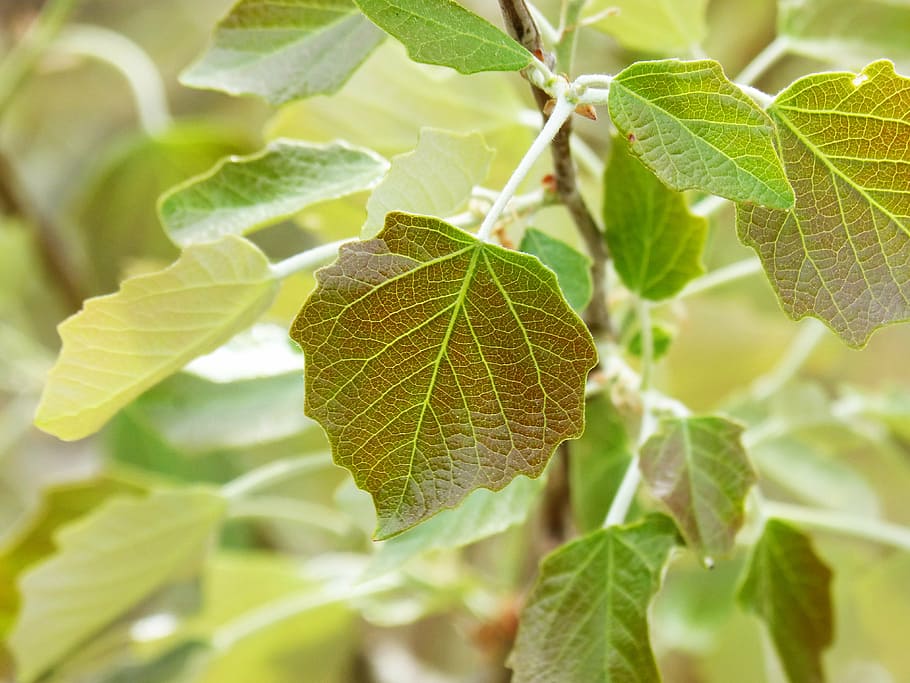 poplar, outbreak, leaf, sheet tender, sprout, spring, plant part HD wallpaper