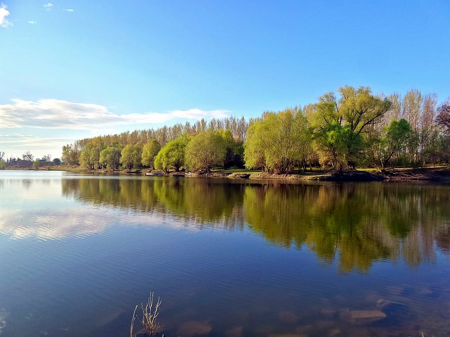 danube, backwater, spring, avenue, reflection, tree, nature HD wallpaper