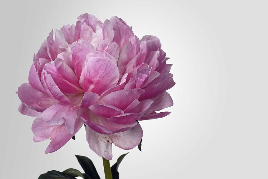 closuep photography of pink carnation, peony, blossom, bloom, HD wallpaper