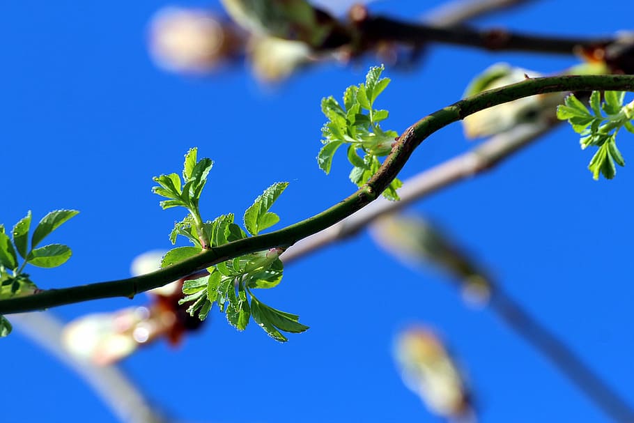 spring, nature, bloom, plant, young drove, branches, tree, blue HD wallpaper