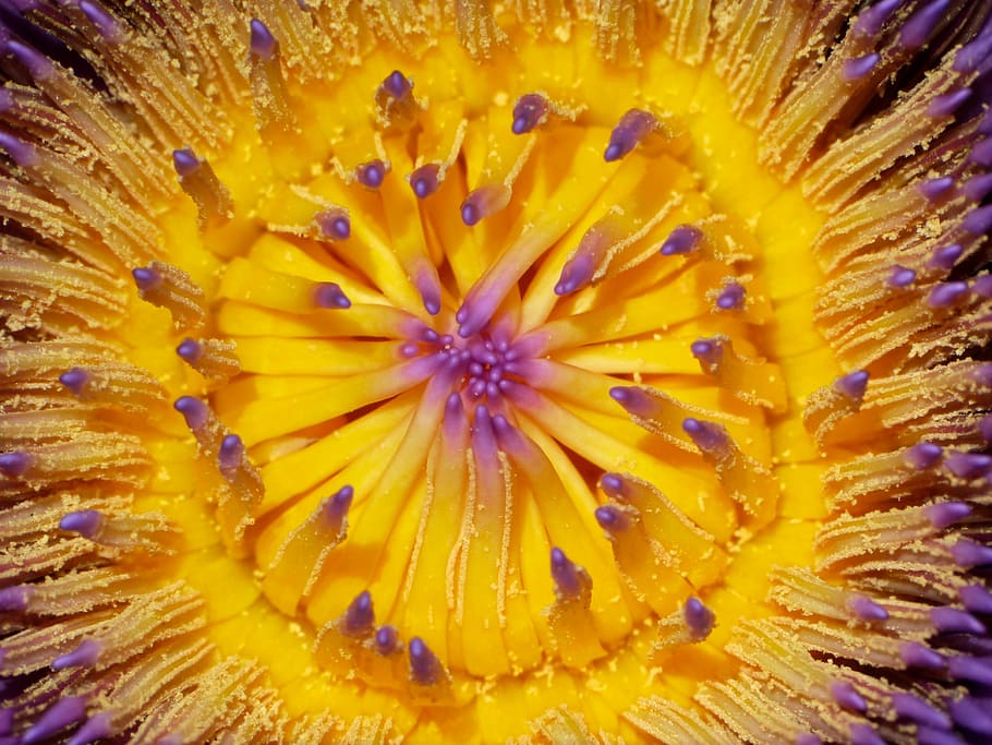 macro photography of yellow and purple water lily flower, closeup HD wallpaper
