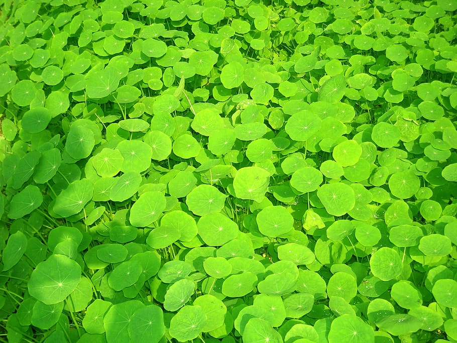 Green, Leaf, Environment, Natural, green Color, backgrounds HD wallpaper