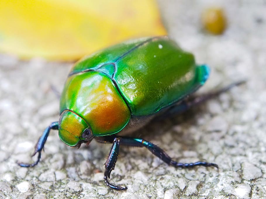 beetle, macro, insect, summer, green, summertime, invertebrate HD wallpaper