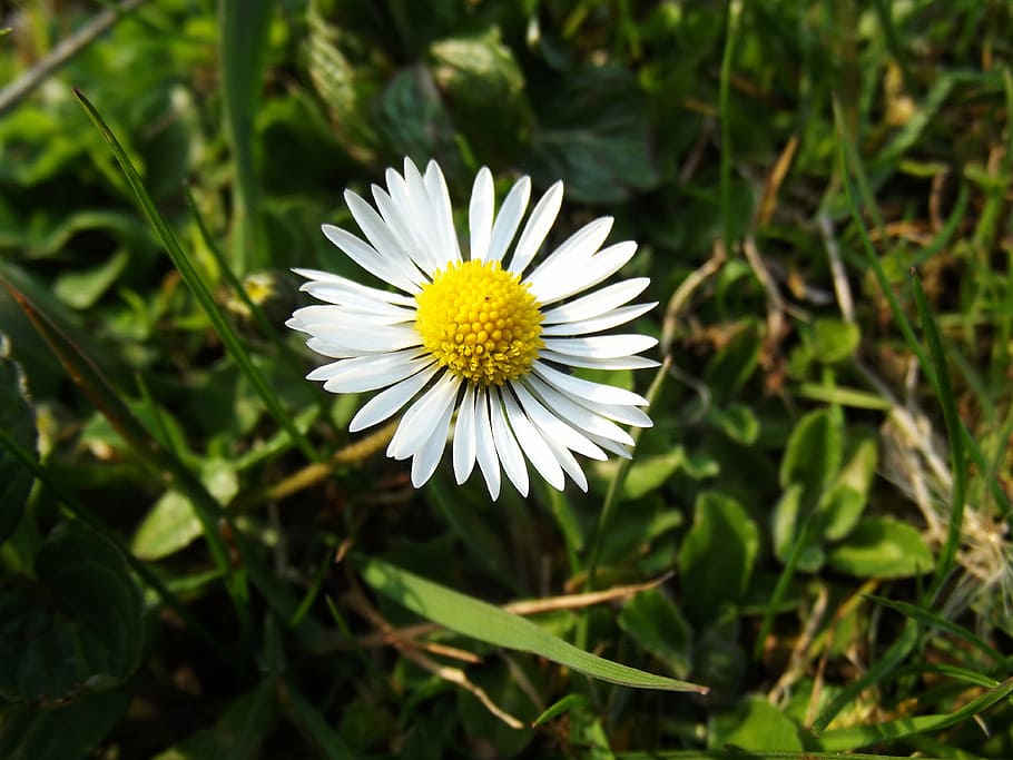daisy, flower, macro, nature, spring, summer, plant, yellow HD wallpaper