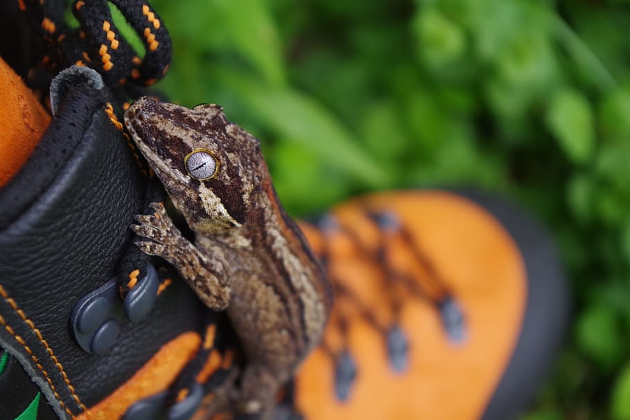 Gecko, Lizard, Wildlife, Eye, Reptile, animal, day, animal wildlife HD wallpaper