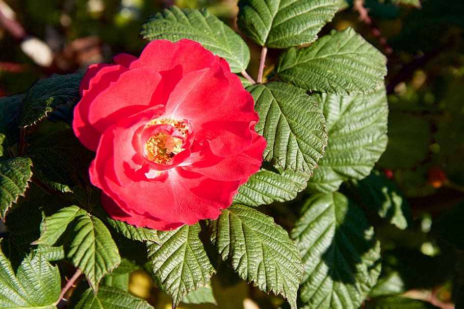 nature, flower, rose, plant, leaf, plant part, beauty in nature HD wallpaper