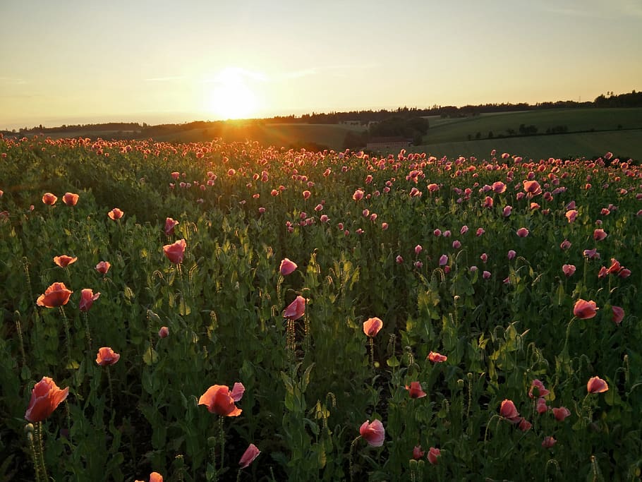 sunset, poppies, field, plant, flowering plant, growth, beauty in nature HD wallpaper
