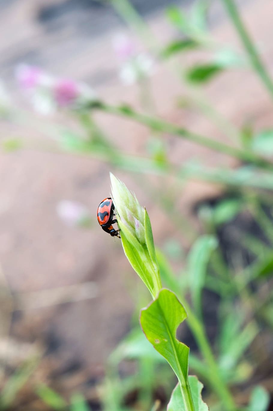 HD wallpaper: small beetle, lady bird, lady bug, insect, nature ...