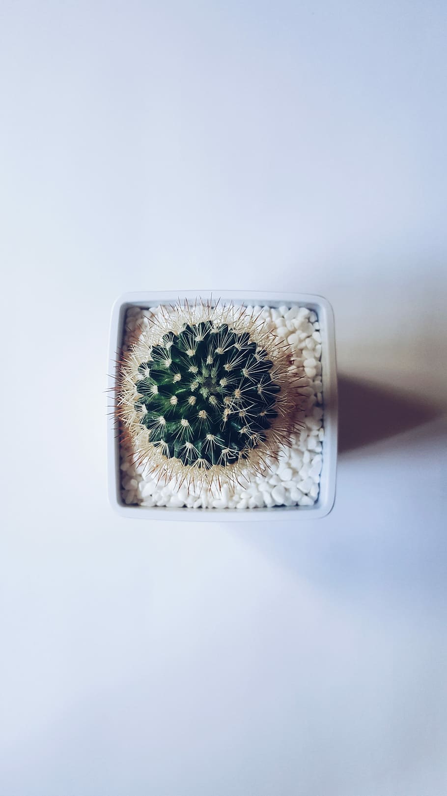 cactus succulent plant on white vase, aerial photography of green cactus on white pot with white rocks