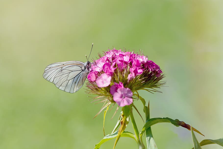 selective photography of butterfly on petaled flowers, tree-white ling HD wallpaper