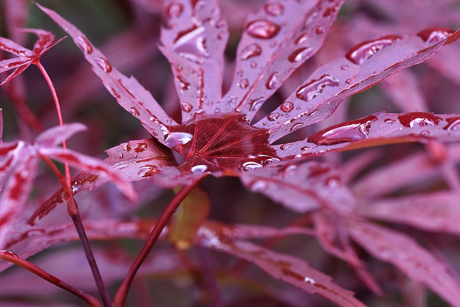 maple leaf, red leaf, plant, growth, flower, beauty in nature HD wallpaper