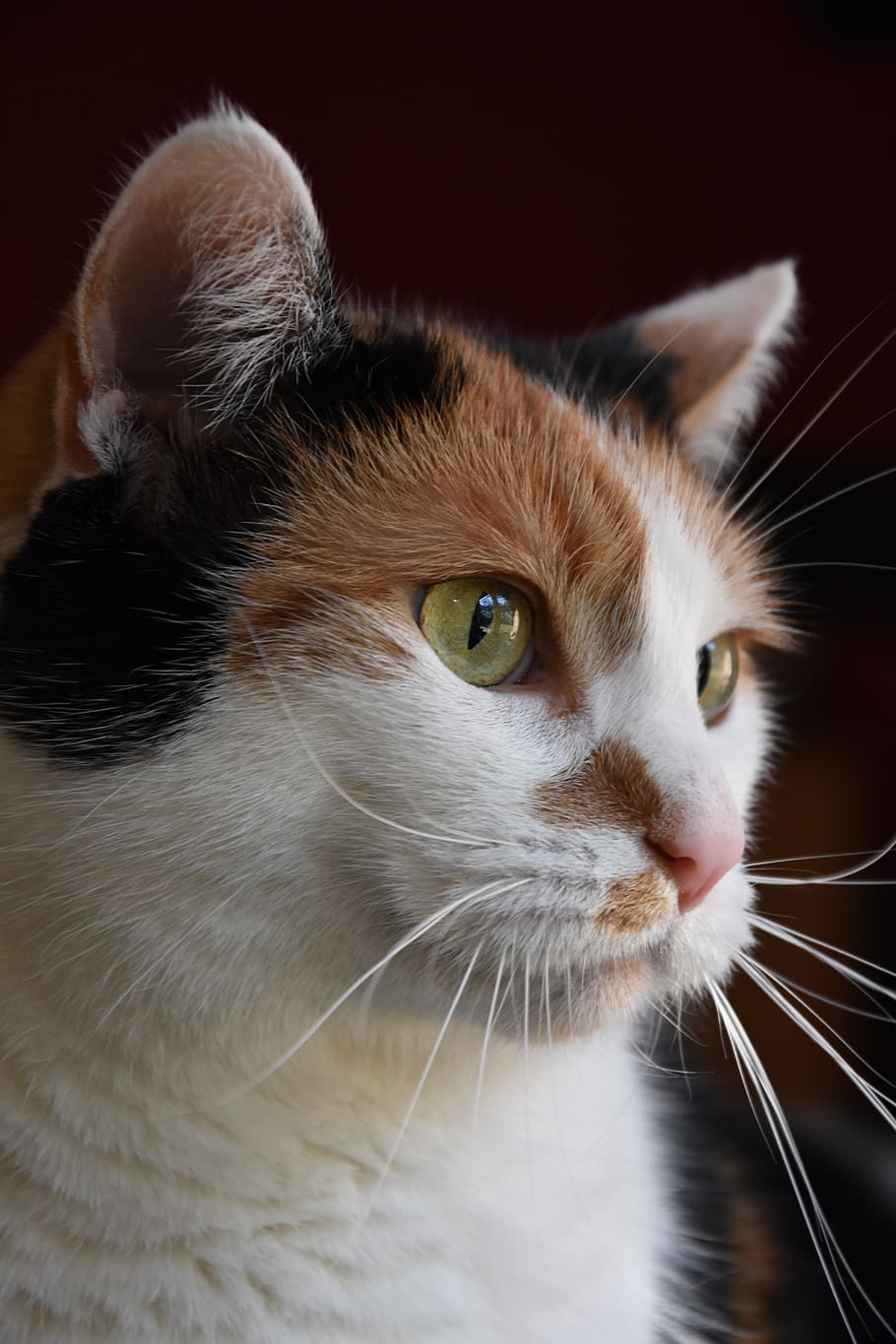 cat, sweet, pet, domestic, pets, mammal, one animal, domestic animals HD wallpaper