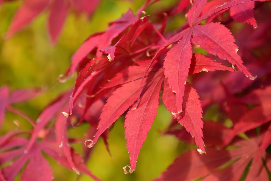 maple, red, autumn, leaves, nature, needle leaf maple, fall foliage HD wallpaper