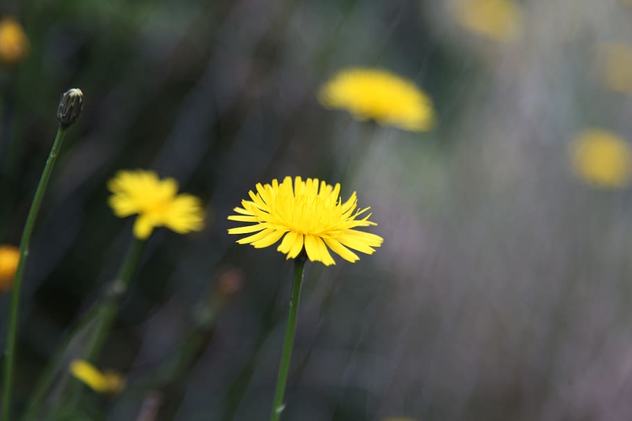 flower, farm, spring, nature, green, summer, natural, outdoor HD wallpaper
