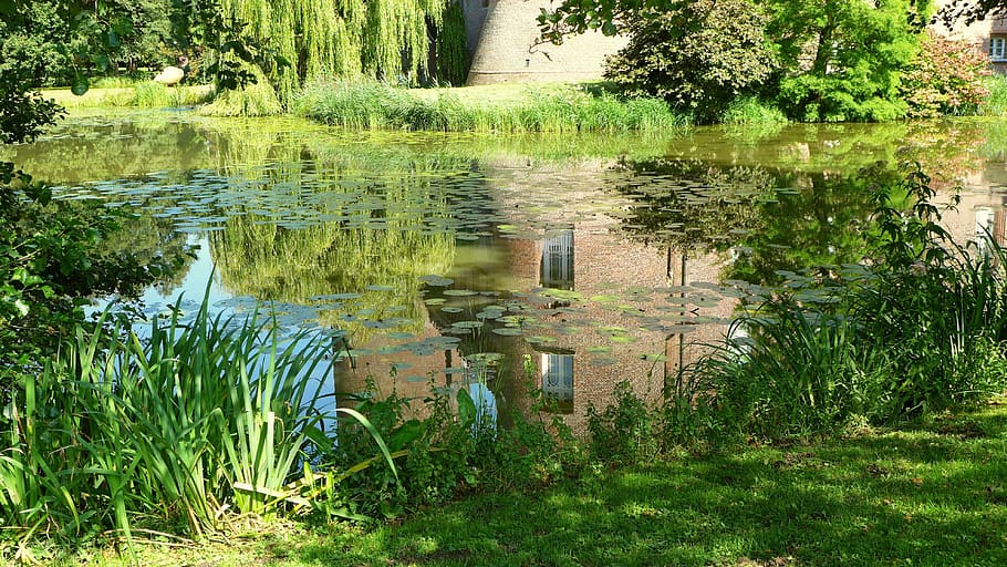 moated castle, nature, plant, water, tree, growth, green color HD wallpaper