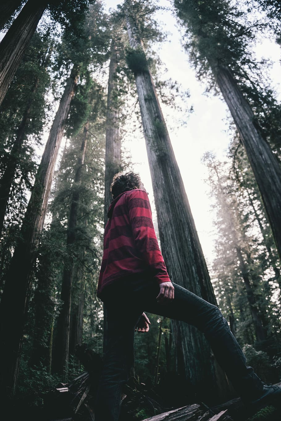 man standing at forest, man walking beside forest, looking up HD wallpaper