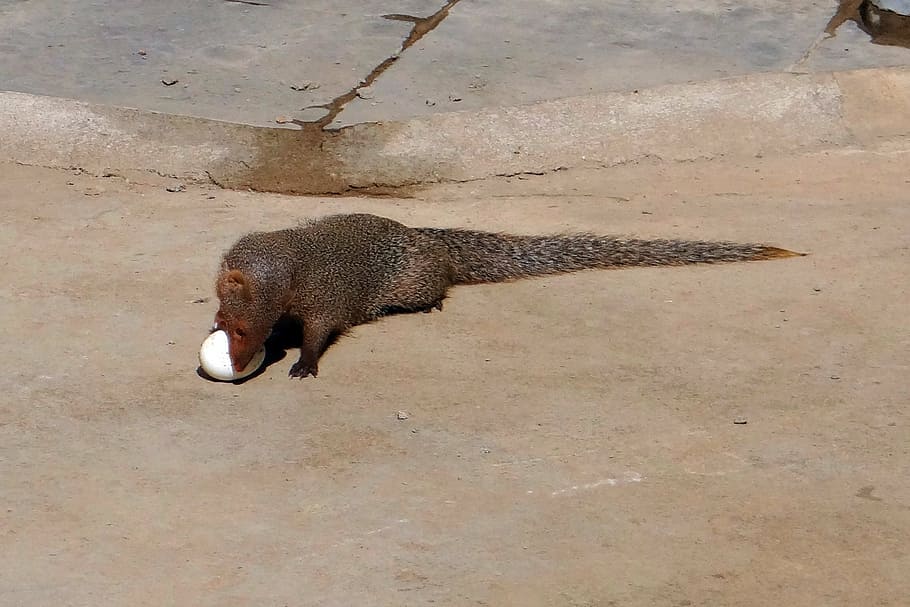 mongoose, grey, indian, egg, grappling, one animal, animal themes HD wallpaper