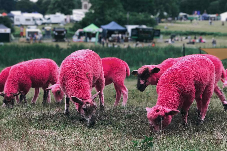 Pink sheep at Latitude Festival, herd of red sheep on grass field, HD wallpaper