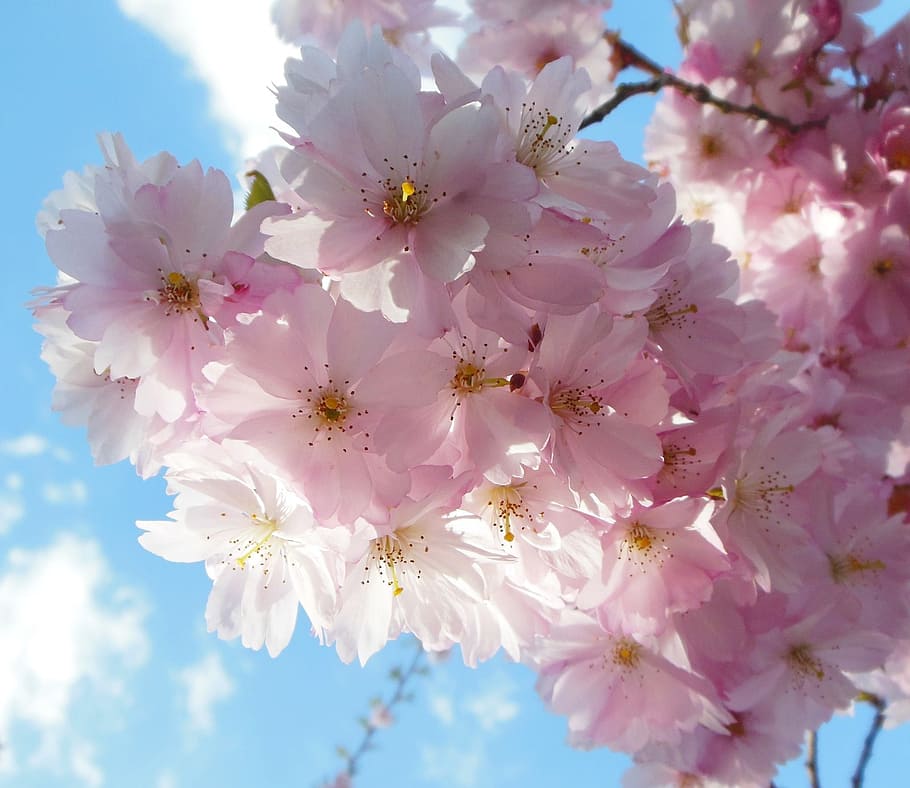 flowers, cherry, cherry blossom, spring, pink, macro, sky, frühlingsanfang HD wallpaper