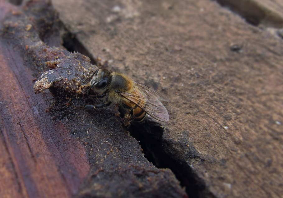 bee, honey bee, insect, beekeeping, apiculture, mellifera, hive HD wallpaper