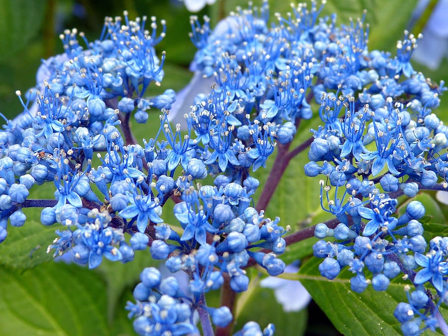 close-up photo of cluster flowers, hydrangeas, pink, purple, blue, HD wallpaper